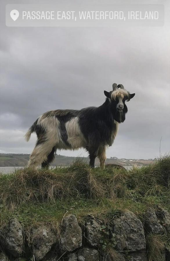 Ballyhack By The Sea Arthurstown Extérieur photo